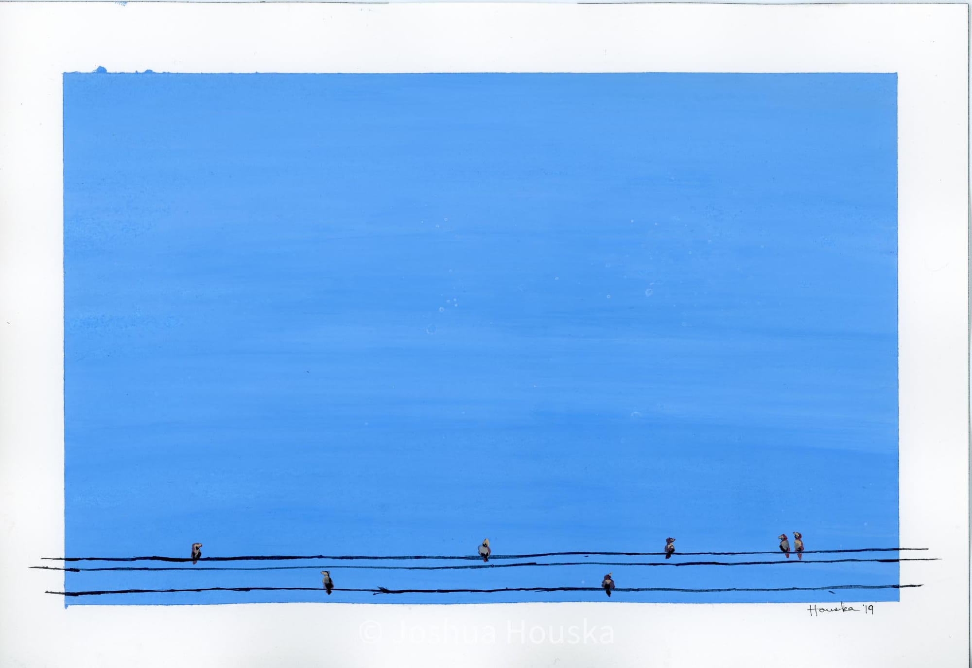 Birds